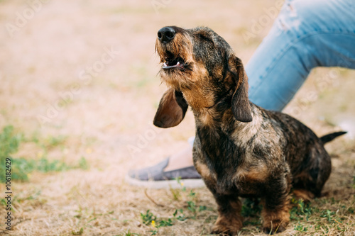 Brown Red Wire-haired Dachshund Dog Barking