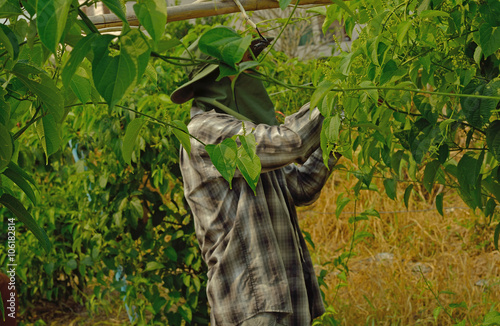 Fotografie Sasha inchi plantation, farmer with Sasha inchi tree in plantati