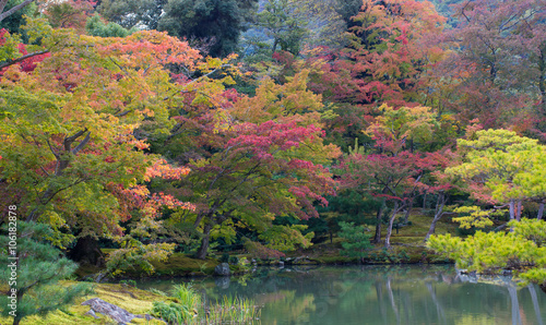 Autumn Japan, yellow to red leaves of maple with red bridge in autumn season, Koyasan, wakayama, Japan