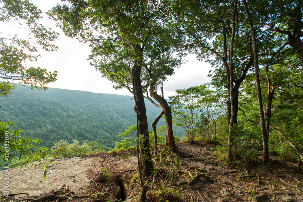 Fototapeta premium tropical rainforest,Khao Yai National Park Thailand (The World H