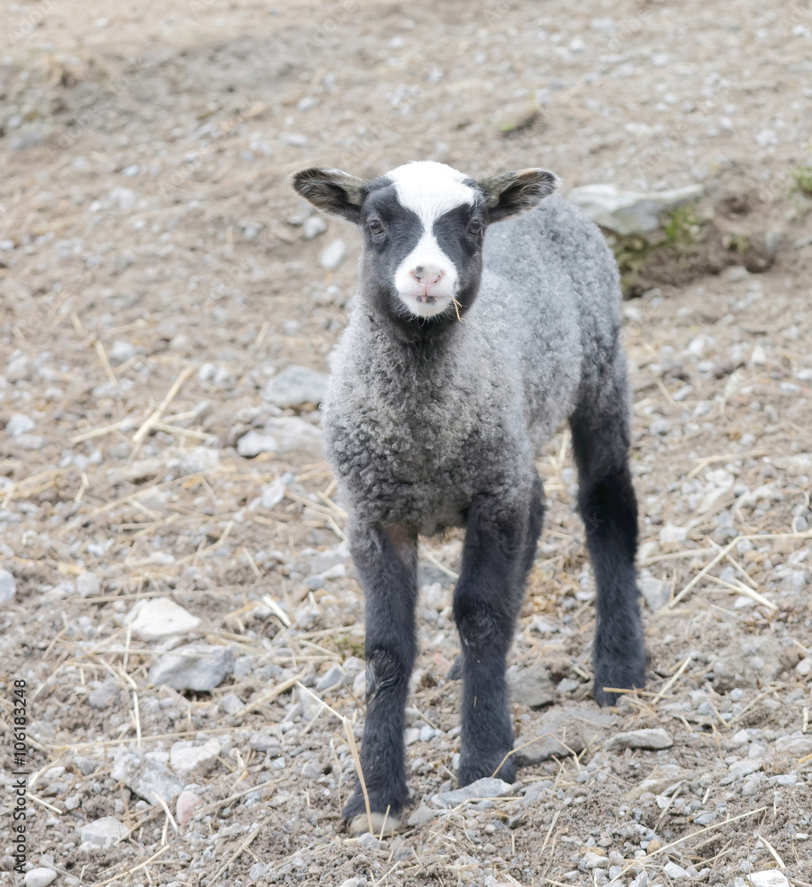 Beautiful black lamb looking straight forward Beautiful black lamb looking straight forward
