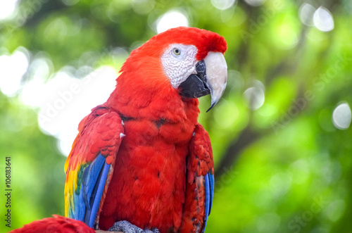 Colourful parrot bird sitting on the perch © Stop war in Ukraine!