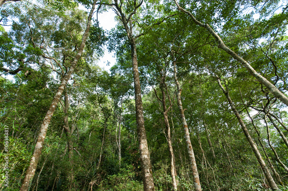 Fototapeta premium tropical rainforest,Khao Yai National Park Thailand (The World H
