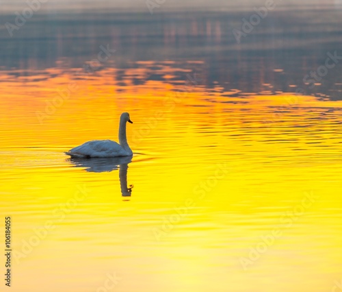 Swan swimming in lake in morning light