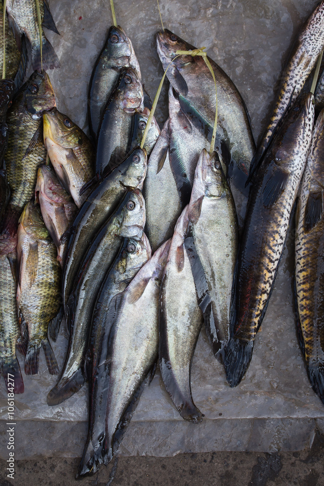 Fototapeta premium Catch fish in market, close up