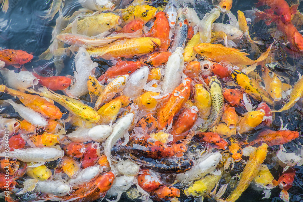 Colorful fancy carp fish, koi fish Colorful fancy carp fish, koi fish
