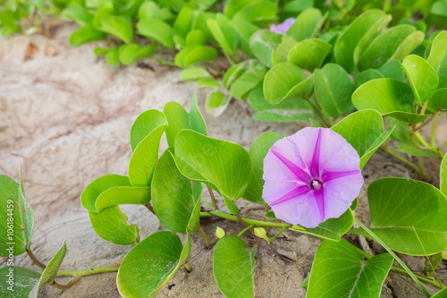 Goat's Foot Creeper or Beach Morning Glory (Scientific Name : Ipomoea Pes-caprae)