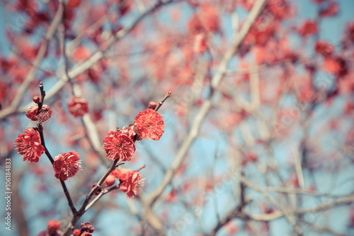 Pink blossom sakura flowers on a spring day in Japan.