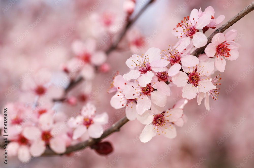 Cherry Blossom. Sakura in Springtime. Beautiful Pink Flowers Cherry Blossom. Sakura in Springtime. Beautiful Pink Flowers