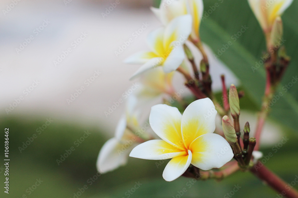Tropical flowers . holiday in Egypt . Resort and Spa
Tropical flowers . holiday in Egypt . Resort and Spa
