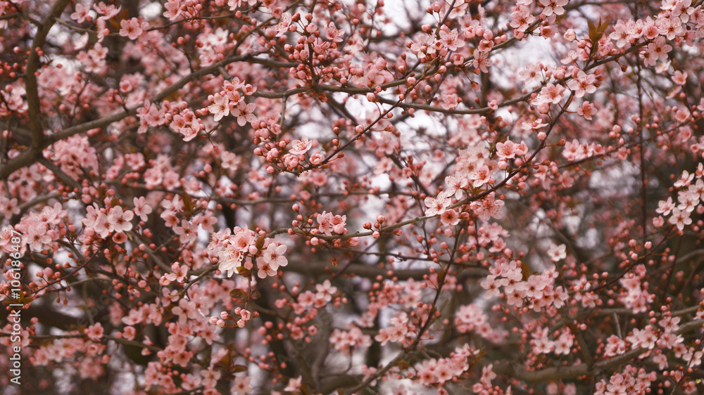 Cherry Tree, pink blossom tree Cherry Tree, pink blossom tree