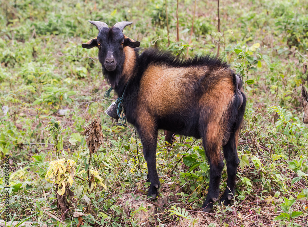 Goat farm Goat farm