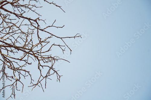 branches on a background of blue sky