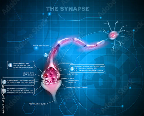 Synapse detailed anatomy, abstract technology background. Neuron passes signal to another neuron. 
