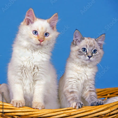 Fototapeta Naklejka Na Ścianę i Meble -  White and gray tabby Kitten in willow basket