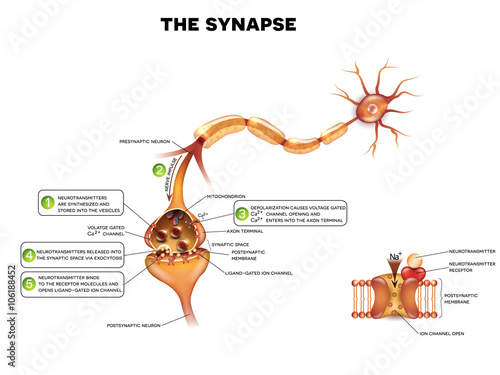Synapse detailed anatomy, beautiful colorful illustration. Neuron passes signal to another neuron. At the right side closer look at Ligand gated ion channel.