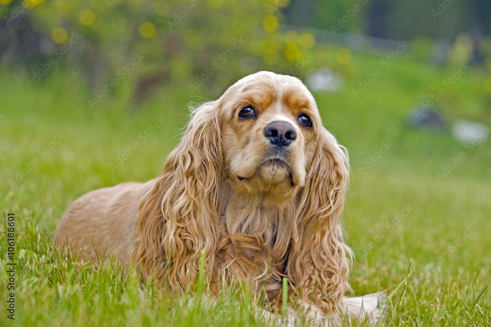 Cocker Spaniel sitting in grass Cocker Spaniel sitting in grass