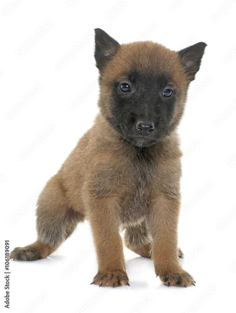Obraz premium puppy belgian shepherd malinois