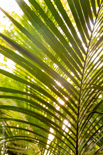 Wild tropical jungle  exotic leaves