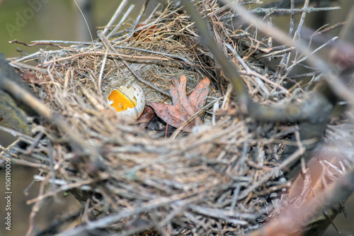 birds nest with egg