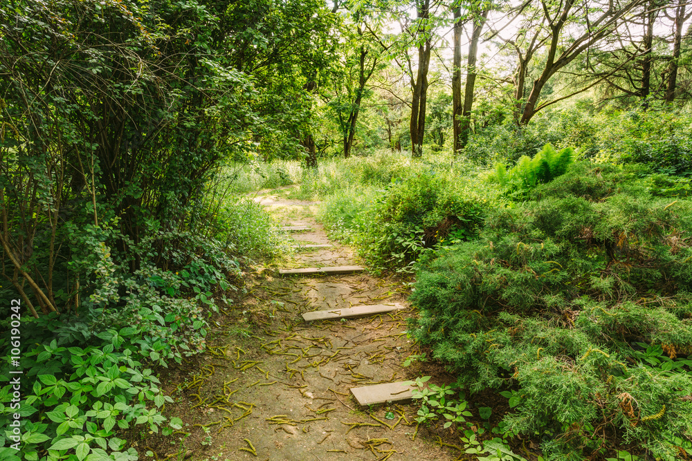 Empty Lane, Path, Way in summer forest Empty Lane, Path, Way in summer forest