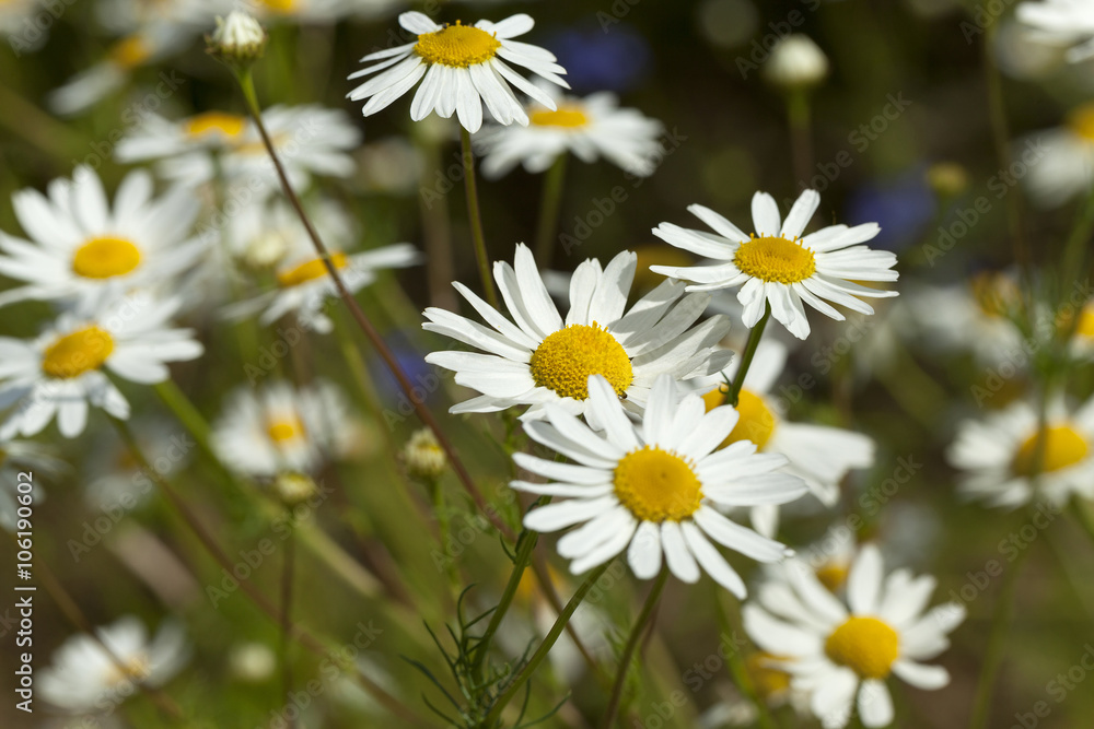 Fototapeta premium daisies , the spring 