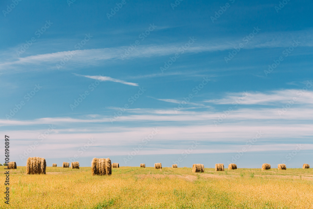 Obraz premium Rural Landscape Field Meadow With Many Hay Bales After Harvest i