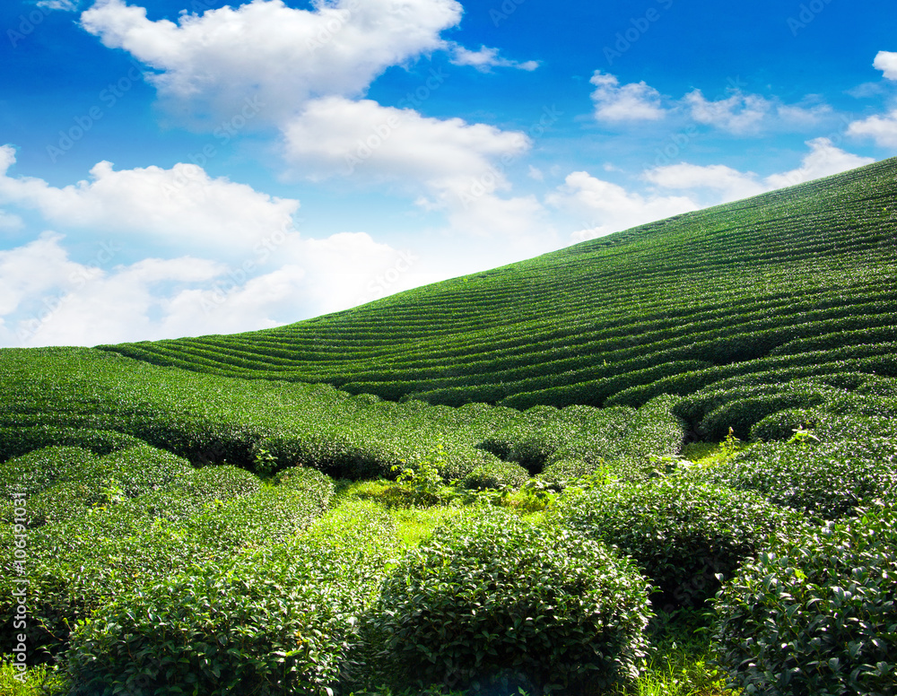 Beauty fresh green tea background