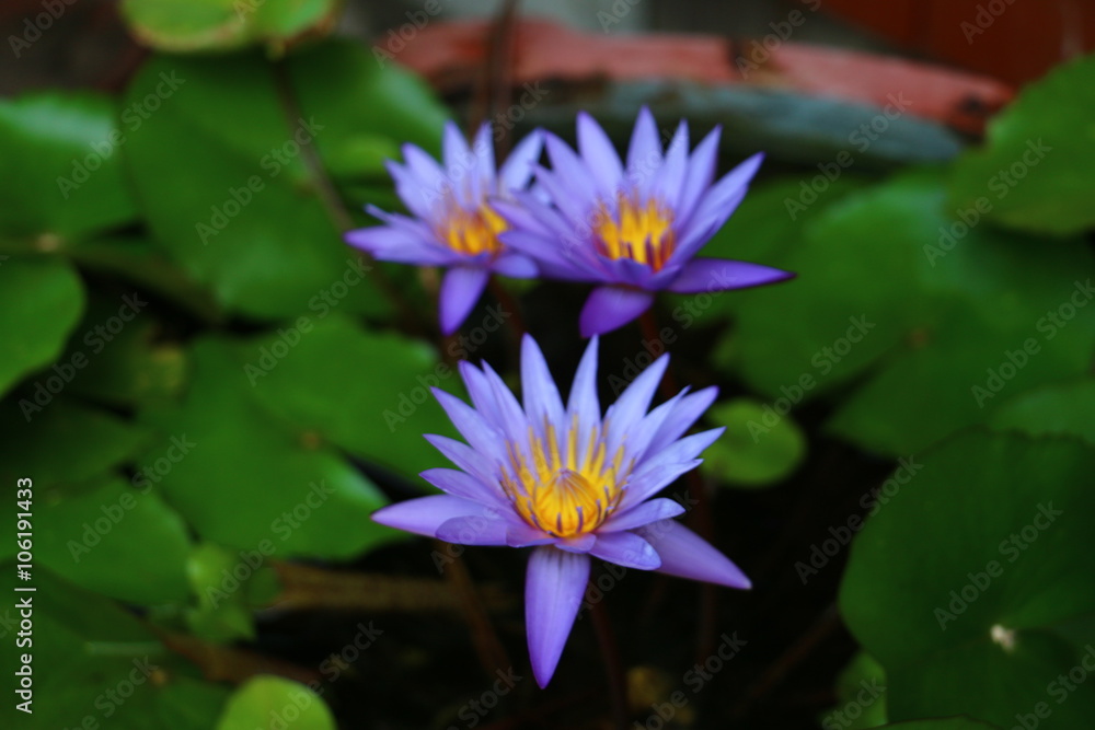 This beautiful waterlily or lotus flower is complimented by the drak colors of the deep blue water surface. Saturated colors and vibrant detail make this an almost surreal image.