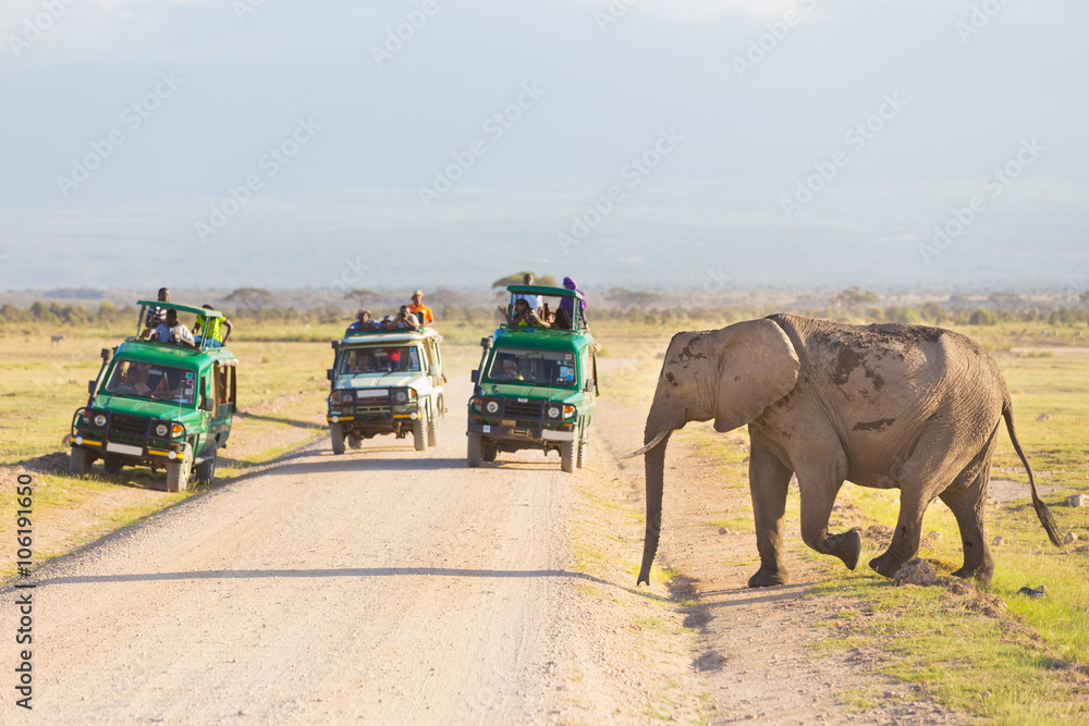 Naklejka premium Tourists in safari jeeps watching and taking photos of big wild elephant crossing dirt roadi in Amboseli national park, Kenya. 