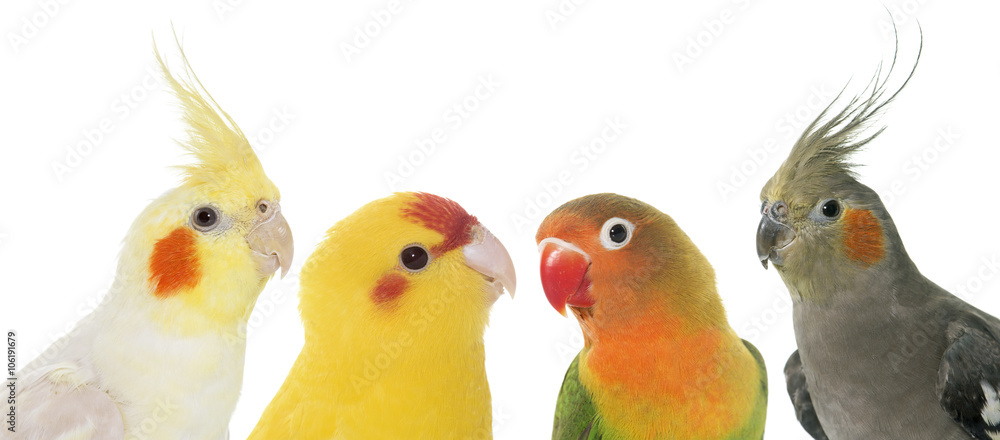 Fototapeta premium portret ptaków