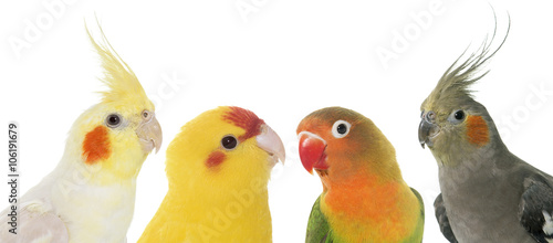 portrait of birds