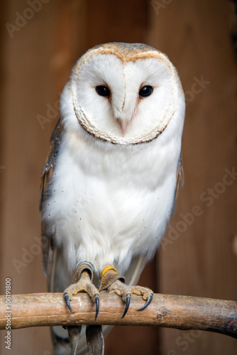 Tyto alba, neutraler Hintergrund, sitzend photo