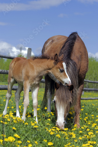 Welsh Pony Mare and few day old foal in flower meadow