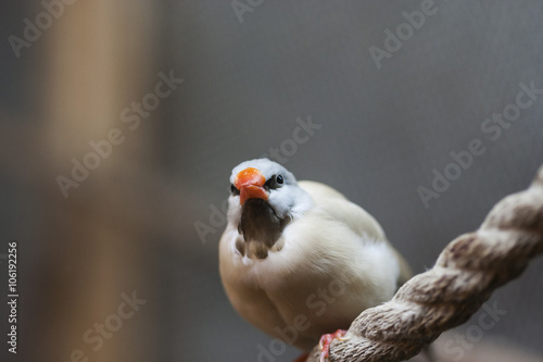 Bird on branch