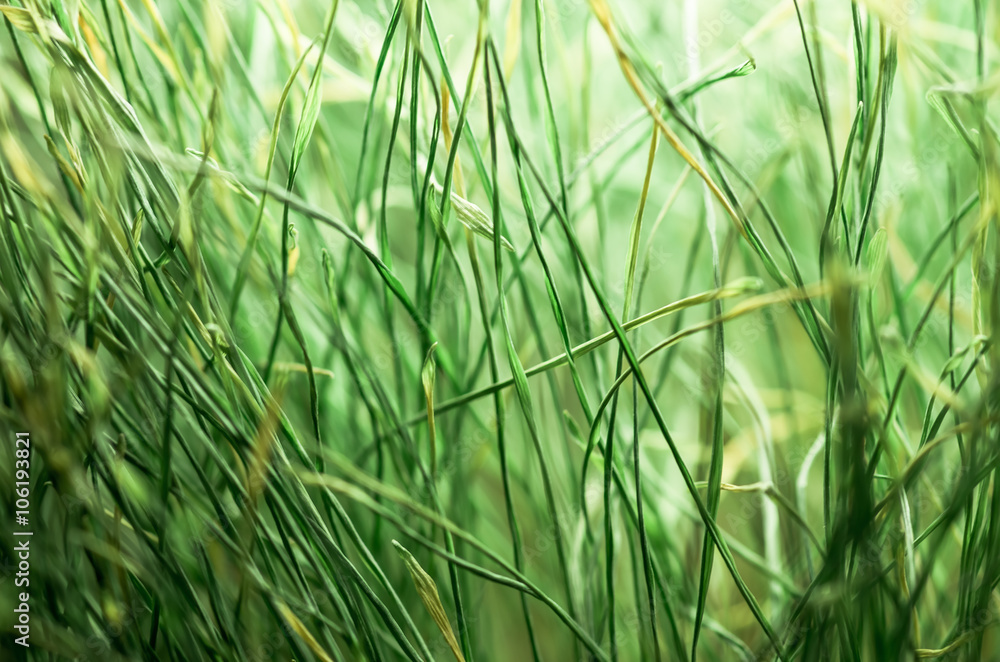 Naklejka premium Green grass background