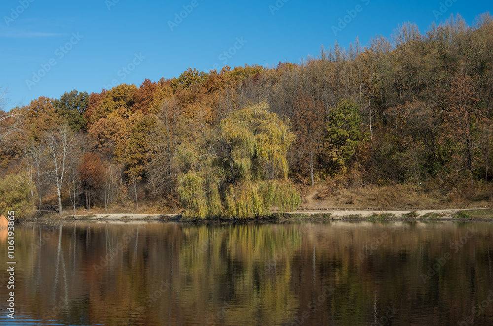 Willow on the shore lake Willow on the shore lake