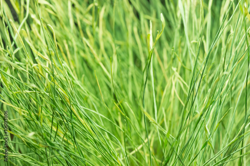 Green grass background