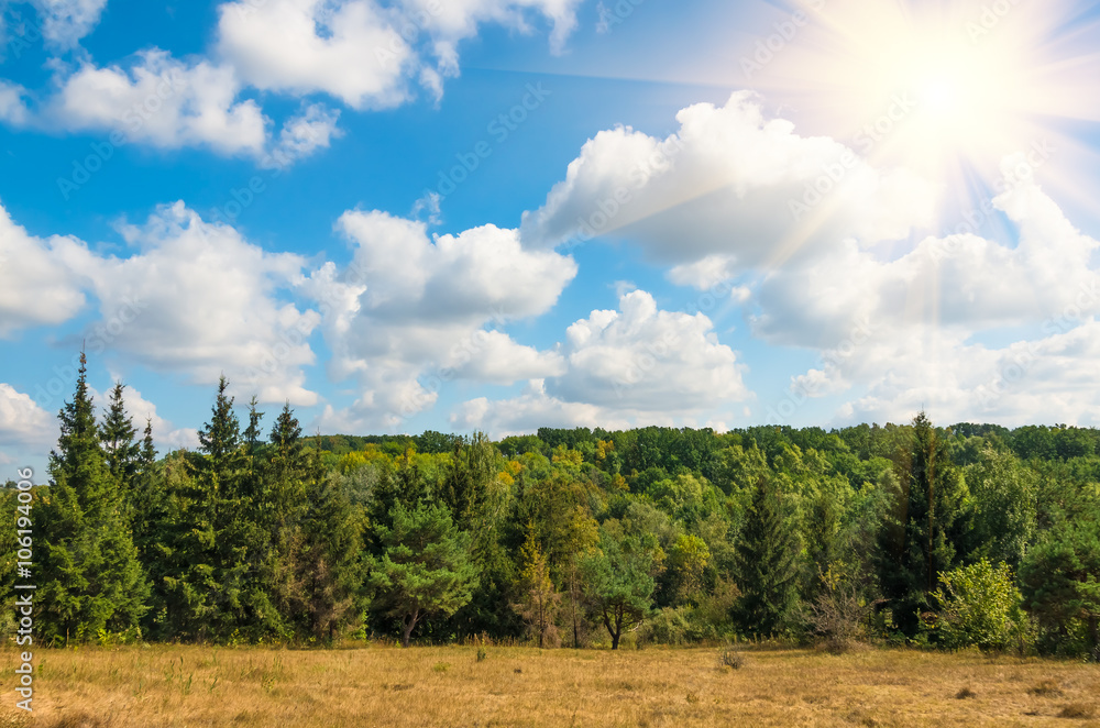 Forest against the blue sky