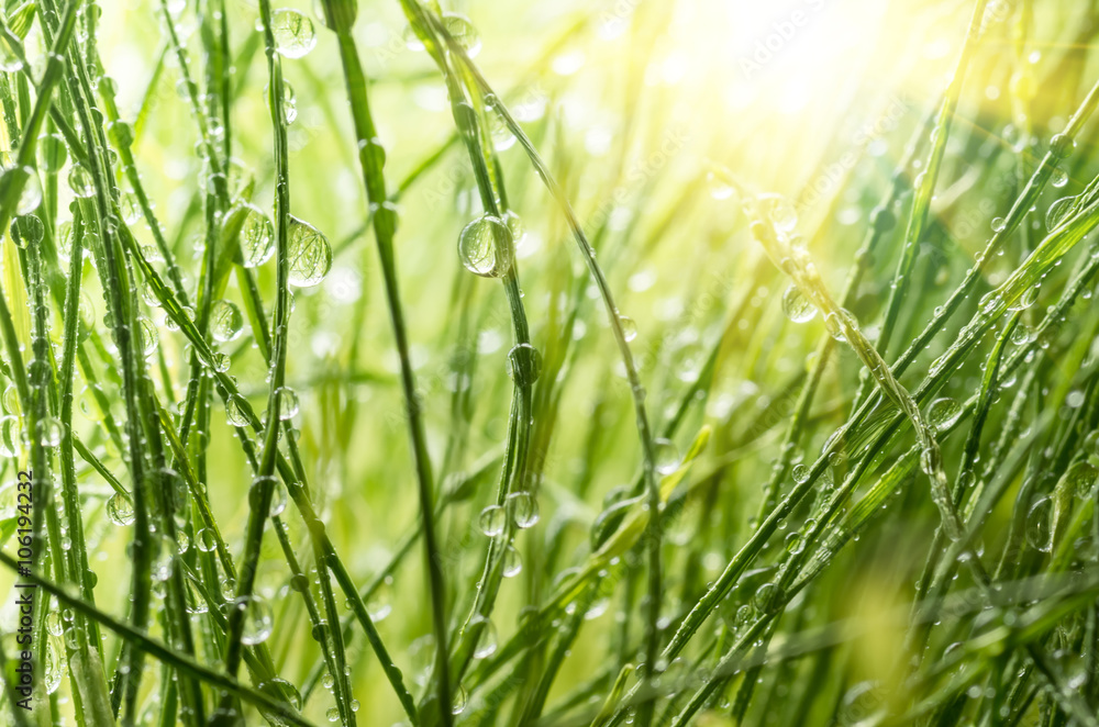 dew on the green grass dew on the green grass