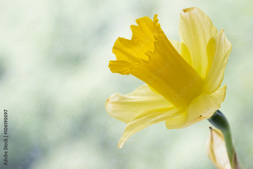 Fototapeta premium Daffodil high key