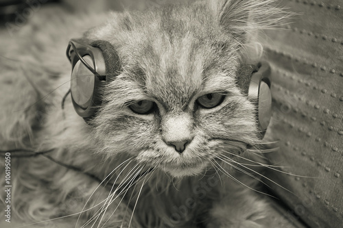 Cat listening to music