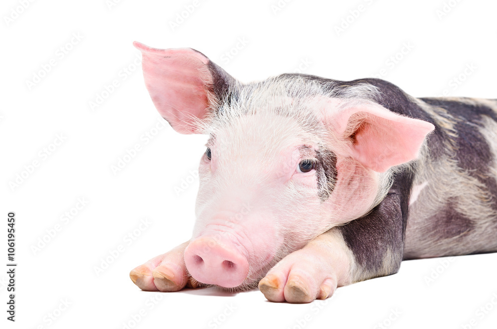Portrait of the pig isolated on white background Portrait of the pig isolated on white background