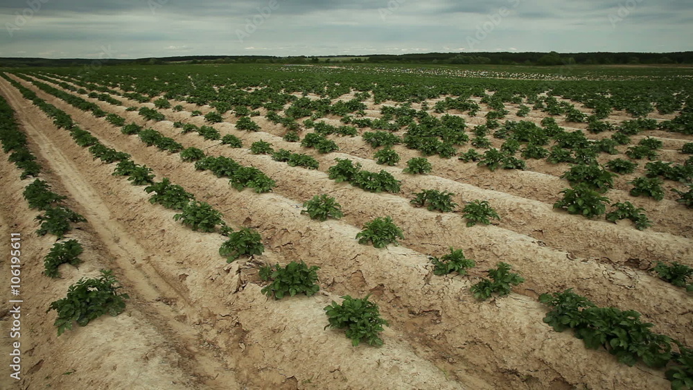 Green potato plants growing in the field Green potato plants growing in the field