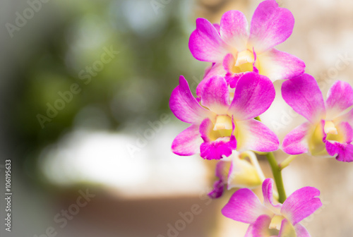 The purple orchid flower , digital effect abstract for background