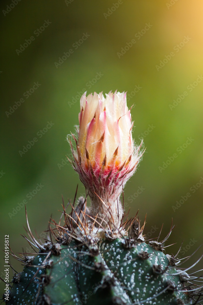 Cactus flower Cactus flower