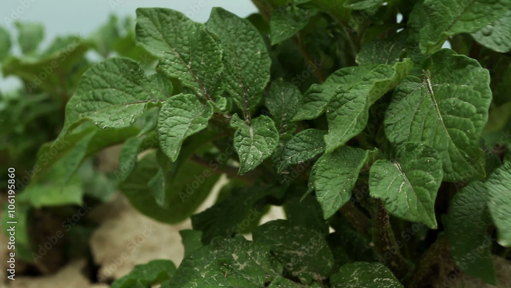 Green potato plant growing in the field Green potato plant growing in the field