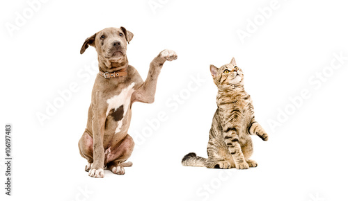 Fototapeta Naklejka Na Ścianę i Meble -  Funny puppy pit bull and curious cat Scottish Straight 