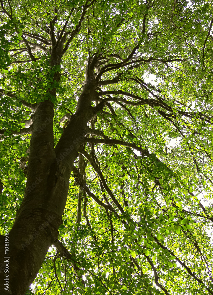 Fototapeta premium faggio (Fagus sylvatica) monumentale
