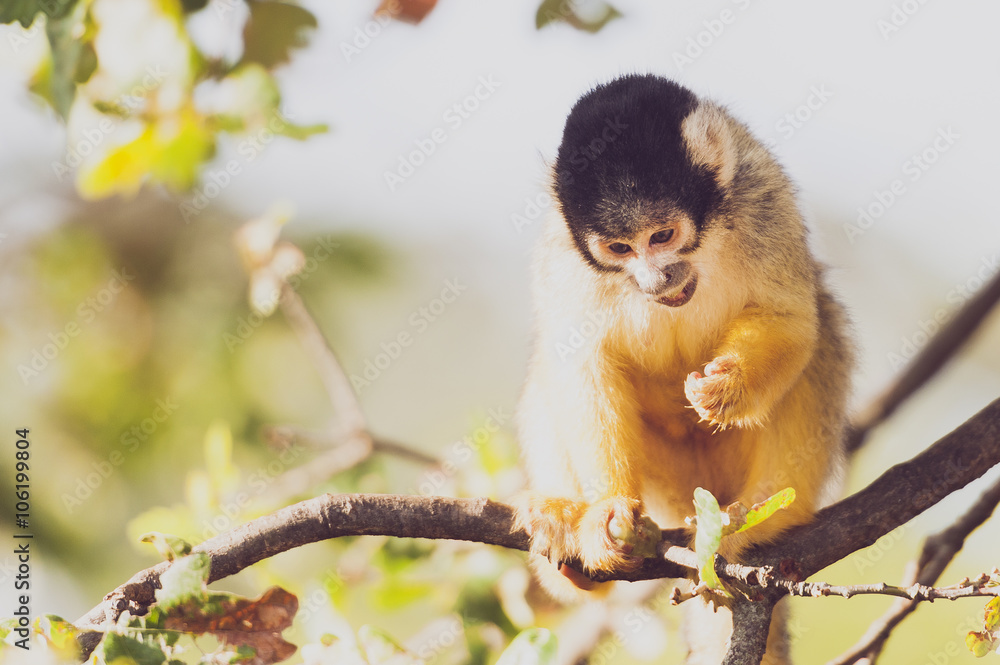 Fototapeta premium Singe saimiri à tête noire